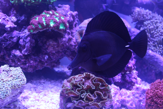  Zebrasoma rostratum (Black Longnose Tang, Black Tang)